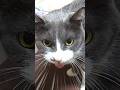 催促に来た猫に「ごはん?」的なことを問い続けたら怒られた #Shorts