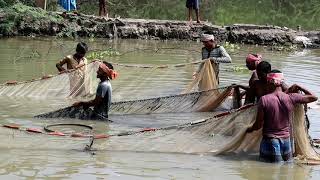 Desi Fish farming business in village pond ||Amazing fish catching in pond||