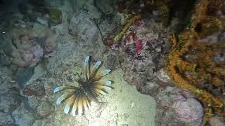 Lionfish - Grenada