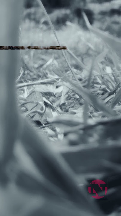 Download lagu Syi'ir Wali Songo #waliallah #walisongo #sunangiri #sunangresik #syarifhidayatullah #sunanampel