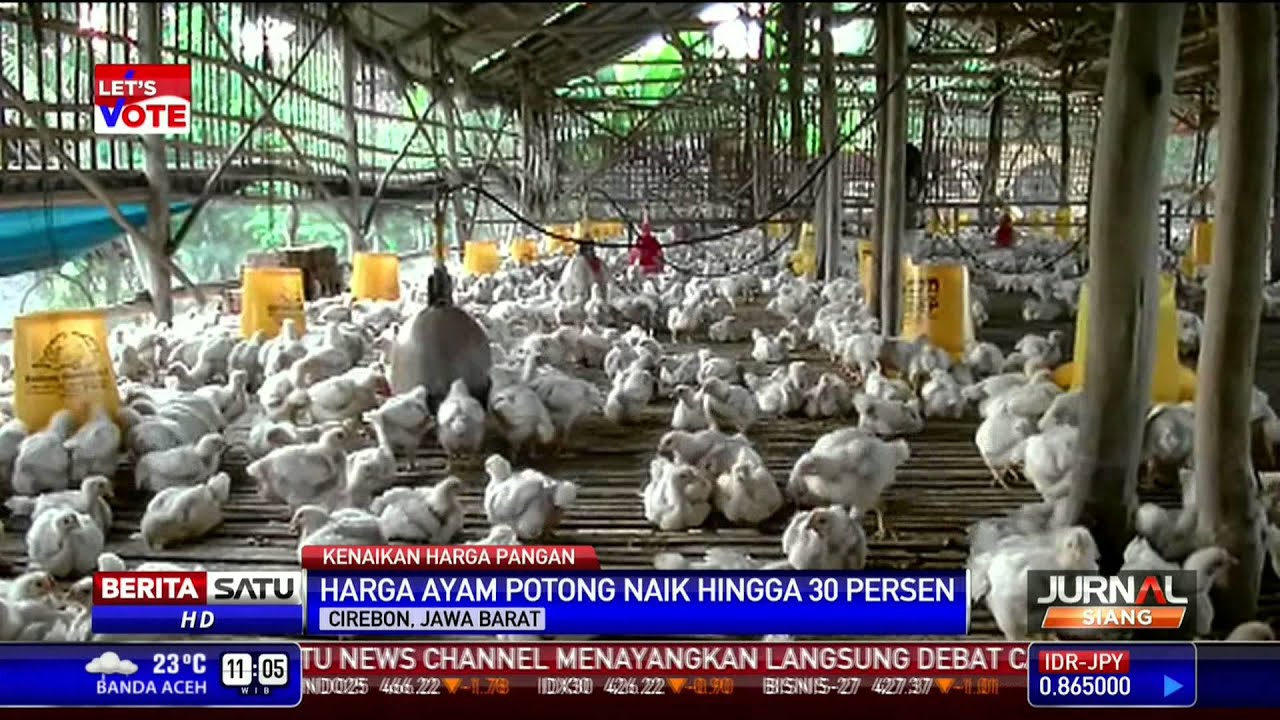  Harga  Ayam di  Cirebon  Naik 30 Persen YouTube