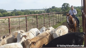Kid Malibu - Gentle, talented gelding gathering and working cattle - ValleyViewRanch.net