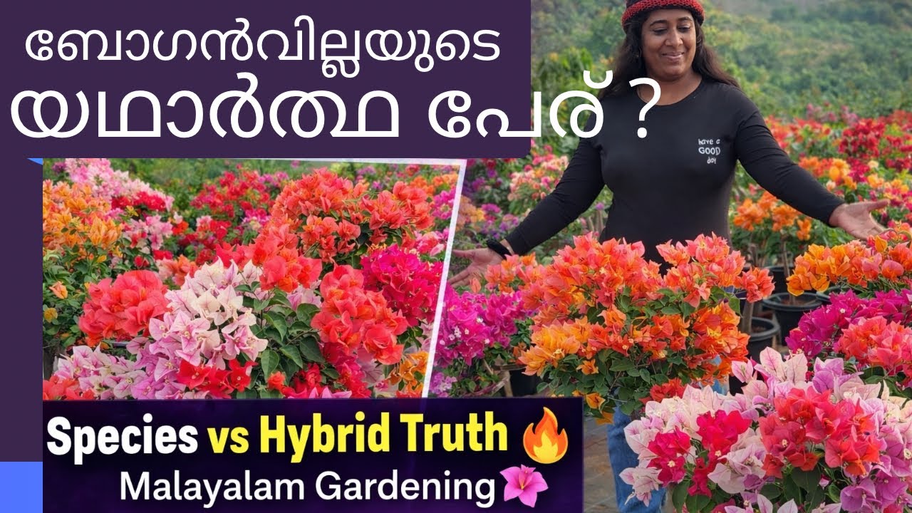 Вы знаете настоящее название бугенвиллии? | Правда о видах и гибридах 🌺 | Садоводство на малаялам...