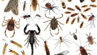 Mdudu Huyu Kama Yupo Kwako Utajiri Utauia Bombani