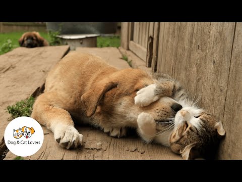 cute-pets-and-funny-videos-animals-#3---dog-&-cat-lovers