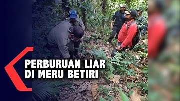 Patroli Hutan di Meru Betiri, Petugas Temukan Alat Perburuan Liar
