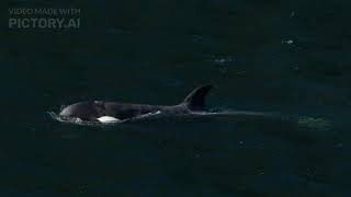 Orca calf that was trapped in BC lagoon for weeks swims free