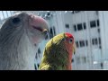 Nap &amp; Blueberry Cute After Shower ASMR ! #asmr #lovebird #cute #funny #bird #entertainment