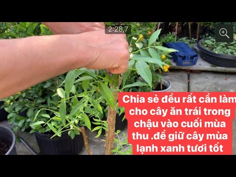 Video: Trồng cây trong chậu: Mẹo Giữ Cây Sống Qua Mùa Đông