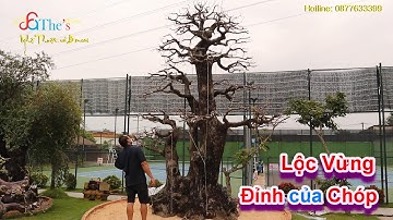 Hoành 600 cây Lộc Vừng đẹp từ gốc lên ngọn cần tìm đối thủ trong vườn Đại gia Tấn Thắng Sài Gòn