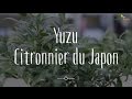 Yuzu  un agrume  cultiver