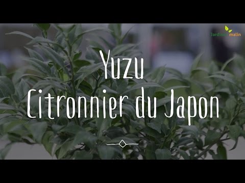 Vidéo: Peut-on cultiver du yuzu en Angleterre ?