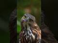 Philippine Hawk Eagle #birds #birdphotography #shorts #photography #fyp #sound #birdwatching