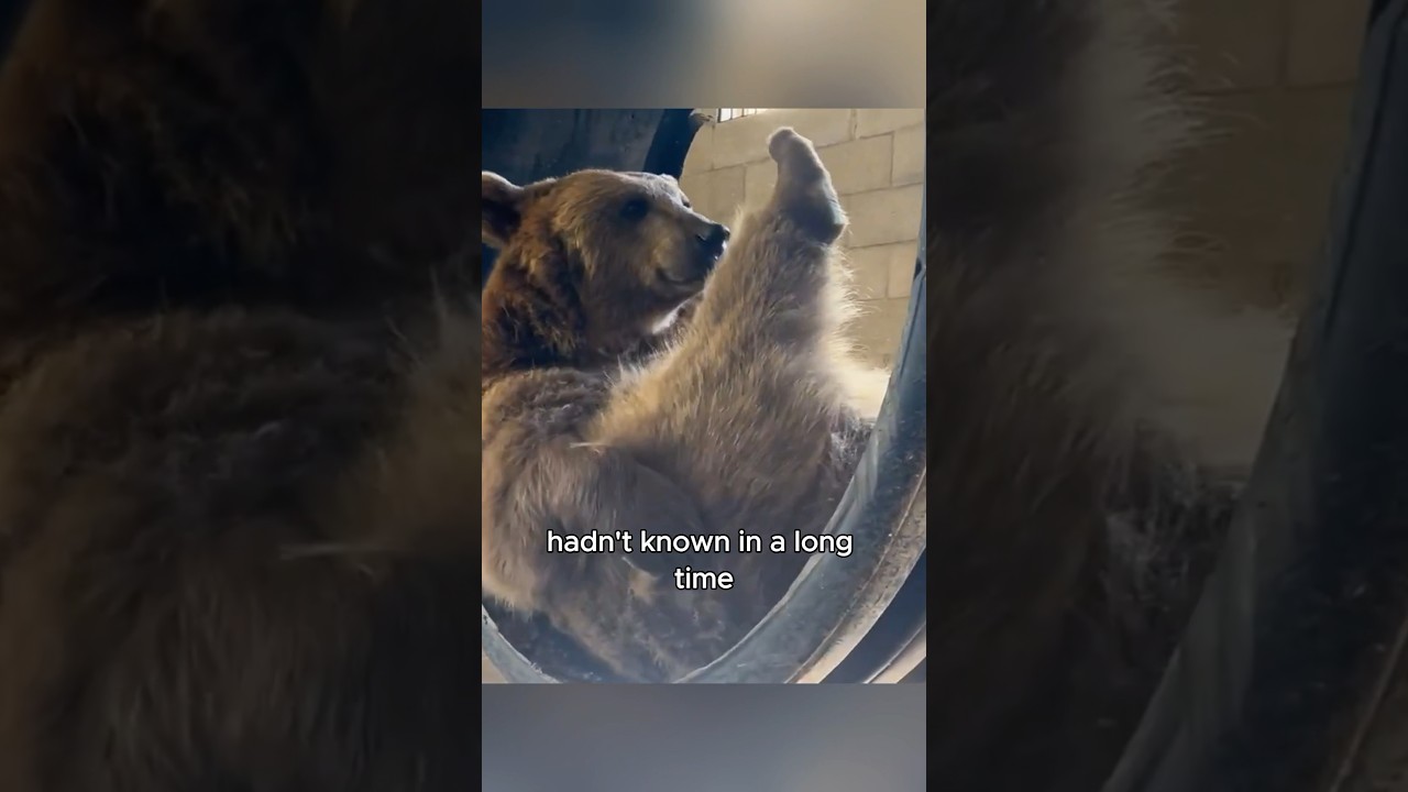 A bear searching for food in a trash can 