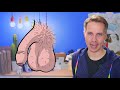 Der Penis – Was ist wo? Wie heißt was?| jungsfragen.de