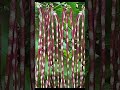 Multicolour SITAO SEEDS Red Variety Pole Sitao Seeds