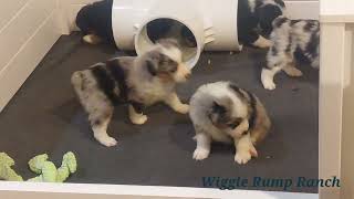 Miniature American Shepherd Puppies PNW