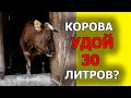 Предложили купить корову, даёт 30литров молока. Еду смотреть на это ЧУДО!