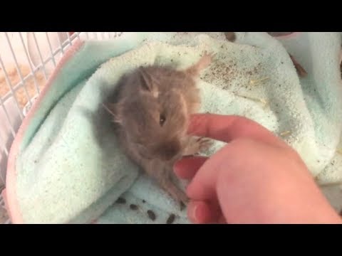 赤ちゃんデグーの寝込みをナデナデ…