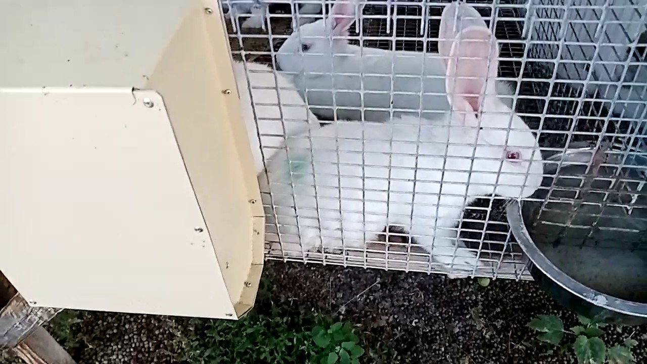 Сколько весят кролики разных пород при откорме на комбикорме. Чем лучше кормить кроликов.