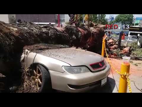 Árbol colapsa y aplasta automóvil en Morelia; hay una peatona herida