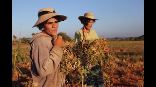 Apuros Y Desfis Las Tumbaderas De Frijol En El Rancho