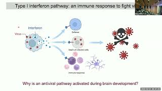 The Immune System: An Underappreciated Player in Brain Development