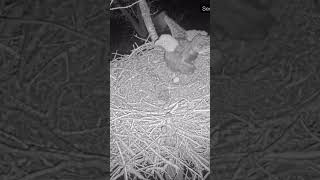 Owls are trying to steal the Kansas Bald Eagle nest. #baldeagles  #bird