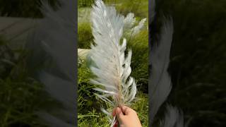 Download Lagu অসাধারণ সুন্দর #kasful #kasbon… MP3