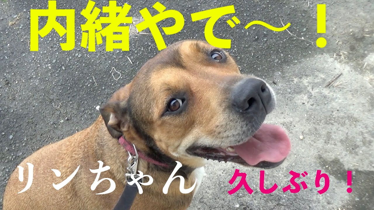 ササミ見せたら目の色変わるリンちゃんロット ピット Animal Rescue Nursing Youtube