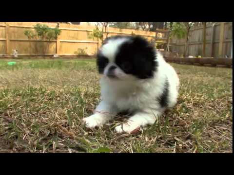 japanese chin dogs 101