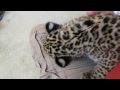 Petting the Baby Jaguar and Tiger