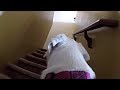 GoPro on a Labrador Retriever Left Home Alone!