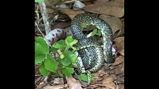 King Snake Vs Copperhead Epic Battle Between Snakes Caught On Video In Alabama