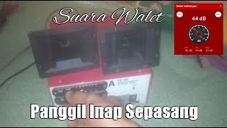 Suara Panggil Inap Walet (Sepasang)