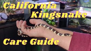 California Kingsnake Care / Plus an Update on my Kingsnake, Rex!