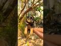 rottwailerpuppy#doglovercommunity #dogshorts #dogtrending #shortsfeed #shortvideo #youtubeshorts