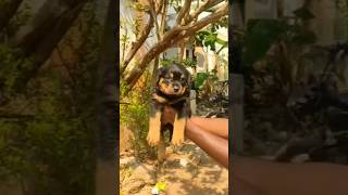 rottwailerpuppy#doglovercommunity #dogshorts #dogtrending #shortsfeed #shortvideo #youtubeshorts