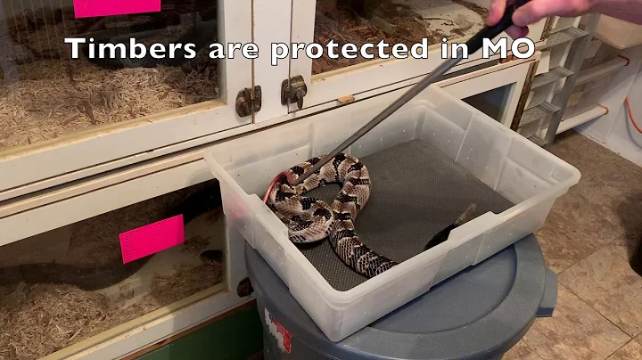 Timber Rattlesnake Venom Extraction