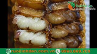 Bán Sâu Canxi - Call Now 0968.869.708 - Công Ty Hưng Điền Phát