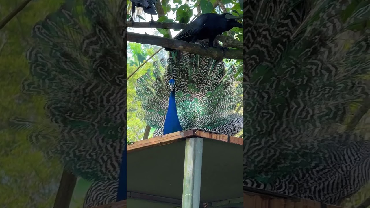 peacock dance Sri lanka 🦚 