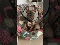 Французская булочка Аюша #французскийбульдог #frenchbulldog