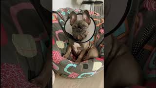 Французская булочка Аюша #французскийбульдог #frenchbulldog