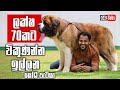 Highest Demanding Healthiest St Bernard in SL - ලක්ෂ 70කටත් ඉල්ලන යෝධ පැටියා