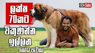 Highest Demanding Healthiest St Bernard in SL - ලක්ෂ 70කටත් ඉල්ලන යෝධ පැටියා screenshot 5