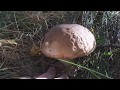Выращивание белых грибов. Белые грибы на участке. боровики. Выращивание грибов. (вопрос №1)