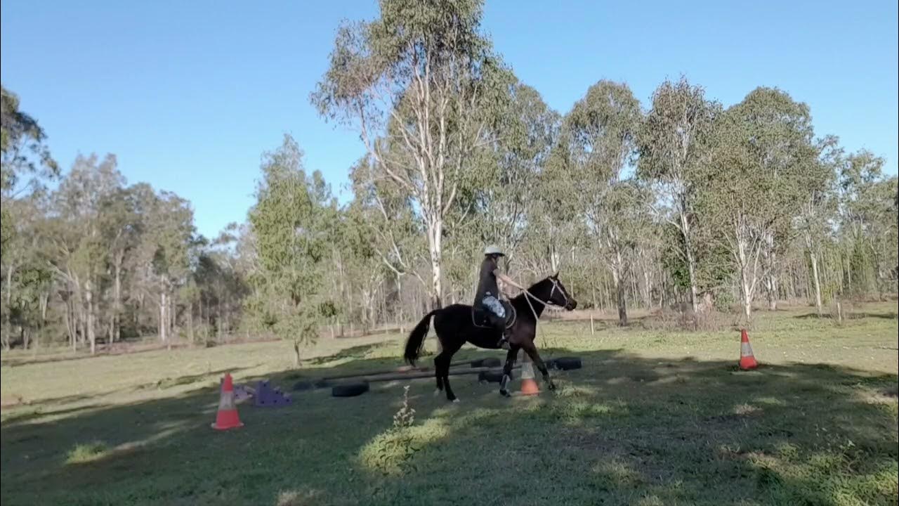 Horse Breaking and Training YouTube