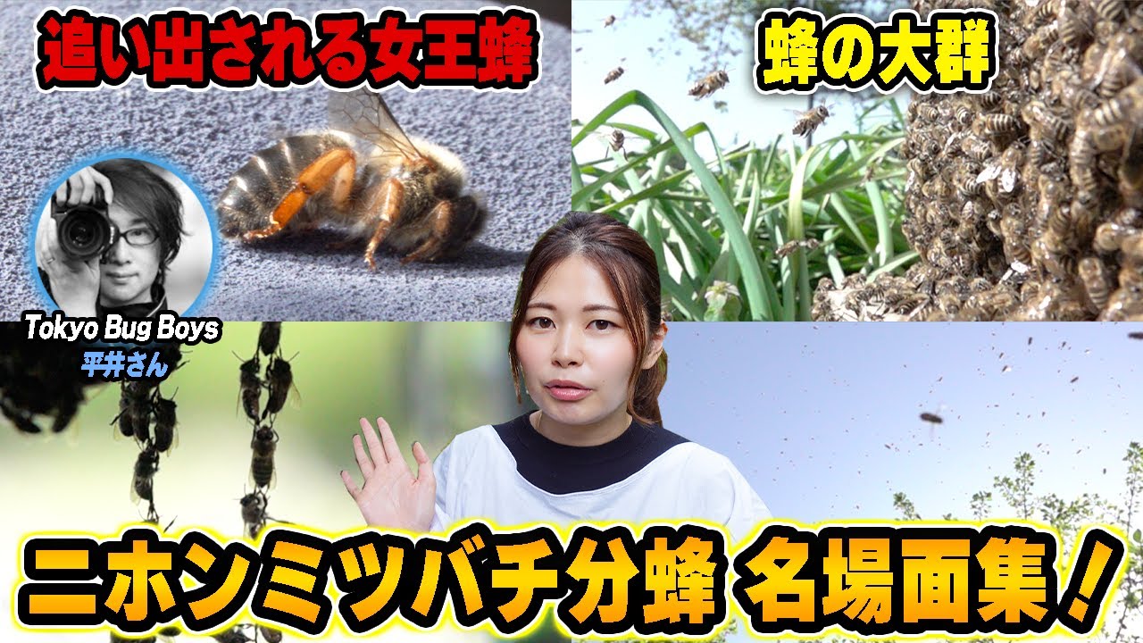 ハゼ ミツバツツジ 2点おまとめ かんたんハゼ釣り胴突セット｜製品情報