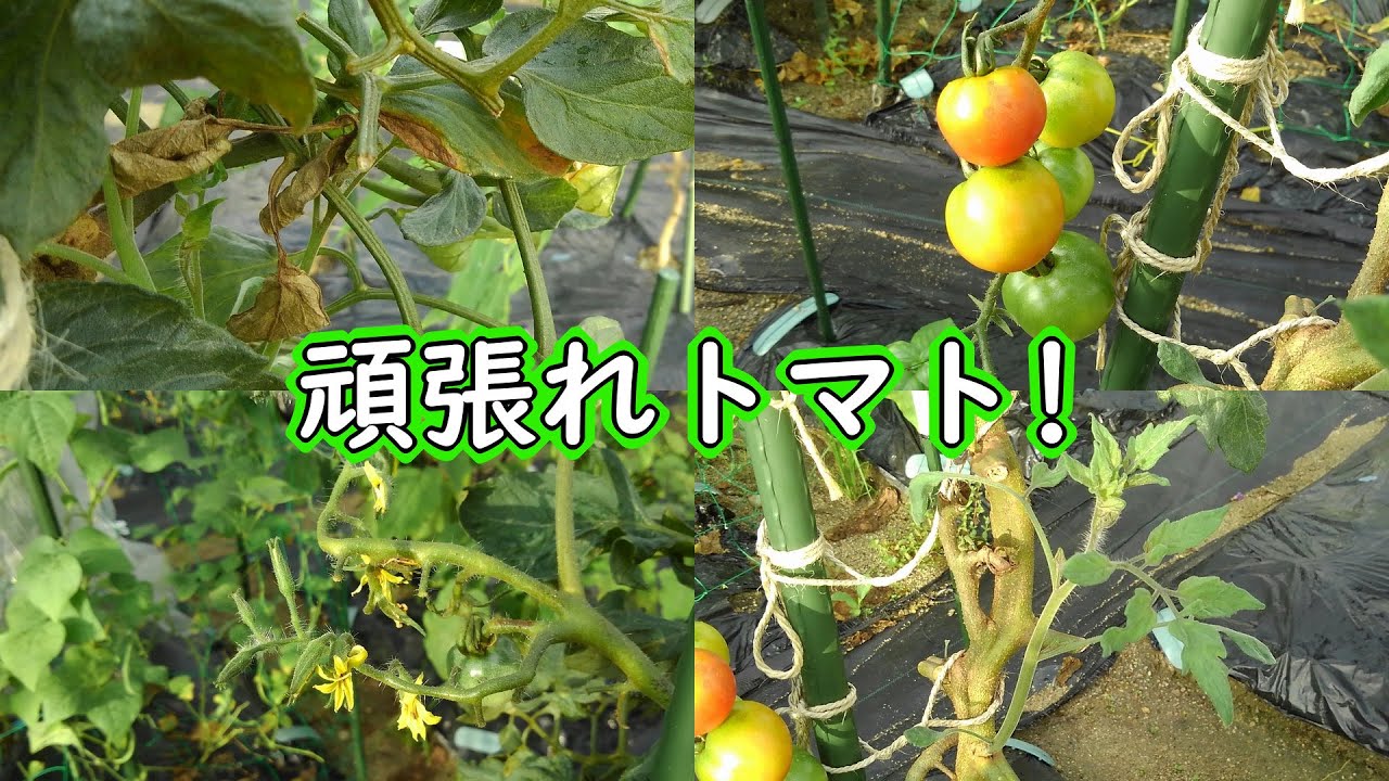 頑張れトマト 有機栽培でおいしい野菜作り