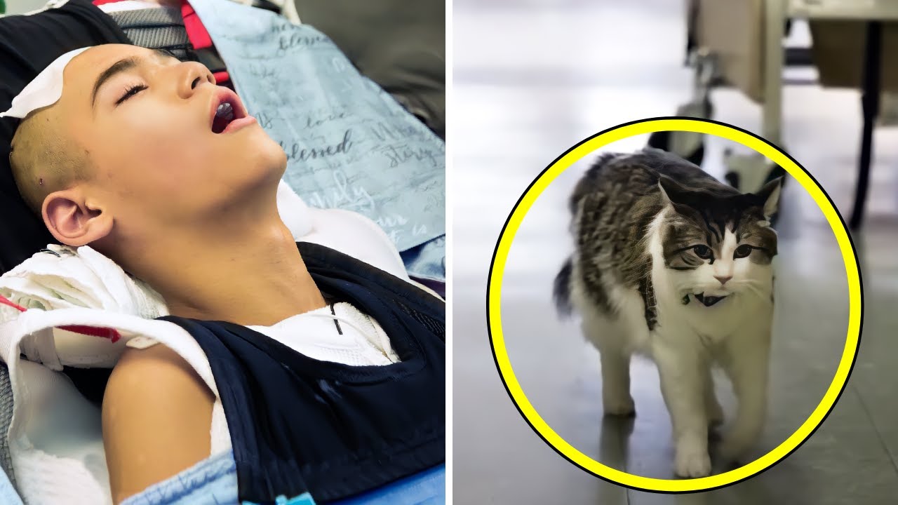 This Hospice Cat Went Into a Patient’s Room, Then the Whole World Heard This Shocking Story